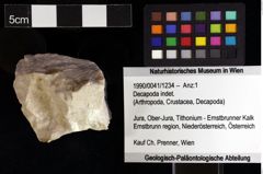 Foto (Objket + Etiketten) von Decapoda indet. 